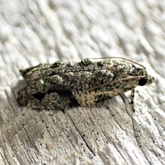 Proteoteras implicata