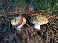 Amanita toxica