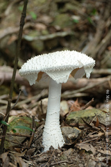 Amanita macrocarpa