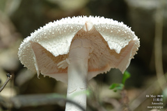 Amanita macrocarpa