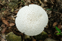Amanita macrocarpa