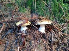 Amanita toxica