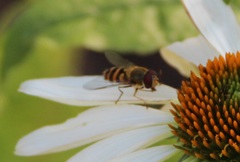 Eupeodes corollae