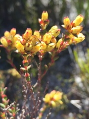 Stylapterus fruticulosus