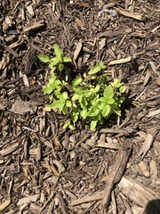 Conoclinium coelestinum