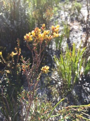 Stylapterus fruticulosus