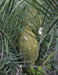 Macrozamia riedlei