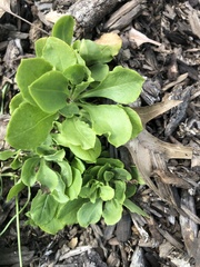 Phlox stolonifera