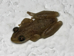 Scinax staufferi