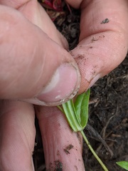 Stellaria borealis borealis