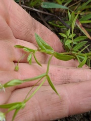 Stellaria borealis borealis