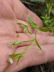 Stellaria borealis borealis