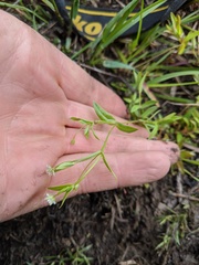 Stellaria borealis borealis