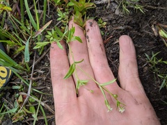 Stellaria borealis borealis