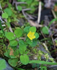 Lysimachia japonica
