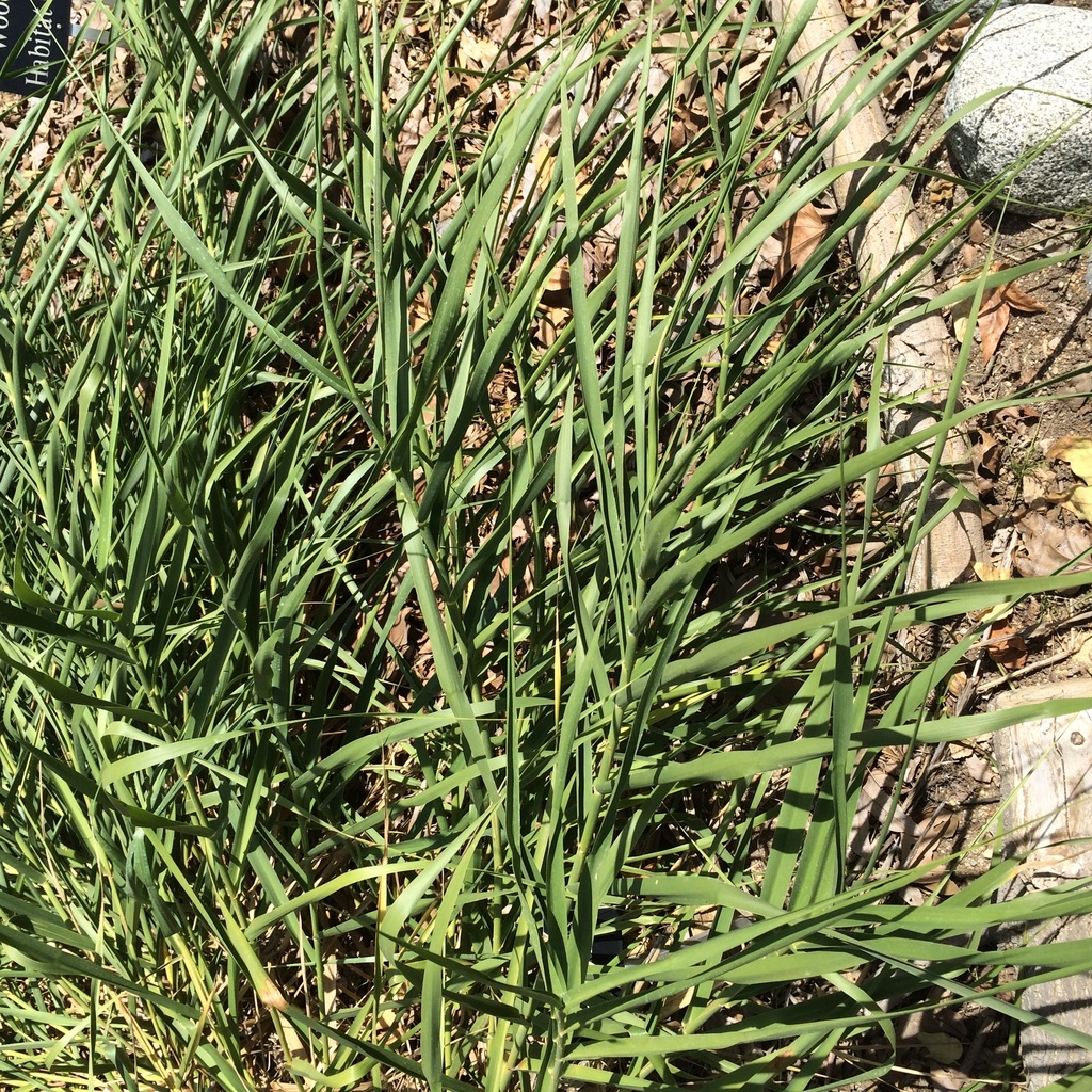 Giant Wild Rye (Baldwin Hills Plants) · iNaturalist