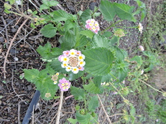 Lantana camara