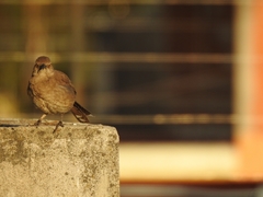 Toxostoma curvirostre