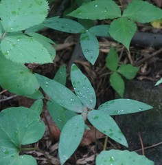 Polygonatum pubescens