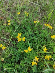 Lotus corniculatus
