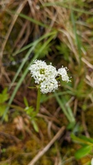 Valeriana dioica