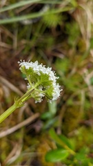 Valeriana dioica