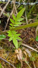 Valeriana dioica