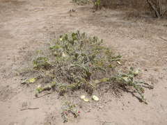 Opuntia guatemalensis