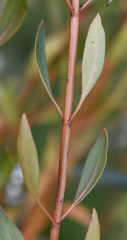 Logania vaginalis