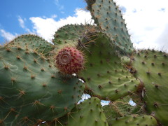 Opuntia