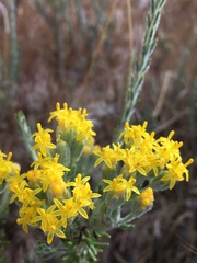 Tetradymia glabrata