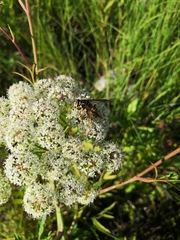 Spilomyia diophthalma