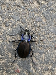 Carabus regalis regalis