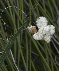 Acacia willdenowiana