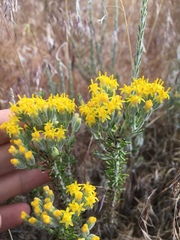 Tetradymia glabrata