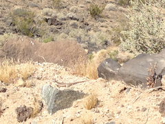 Dipsosaurus dorsalis dorsalis