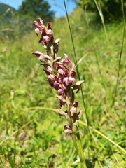 Anacamptis coriophora carpetana