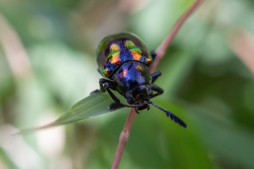 Platycorynus pyrospilotus