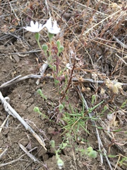 Blepharipappus scaber