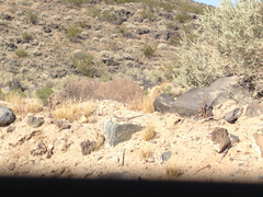 Dipsosaurus dorsalis dorsalis