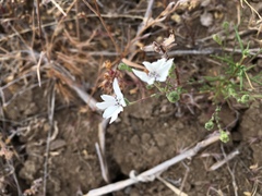 Blepharipappus scaber