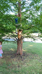 Metasequoia glyptostroboides
