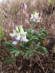 Lupinus malacophyllus