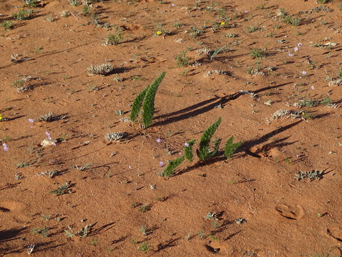 Asparagus juniperoides image