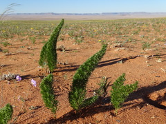 Asparagus juniperoides image