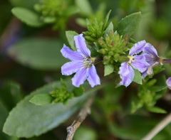 Scaevola crassifolia