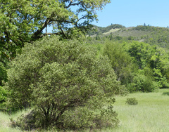 Arctostaphylos manzanita