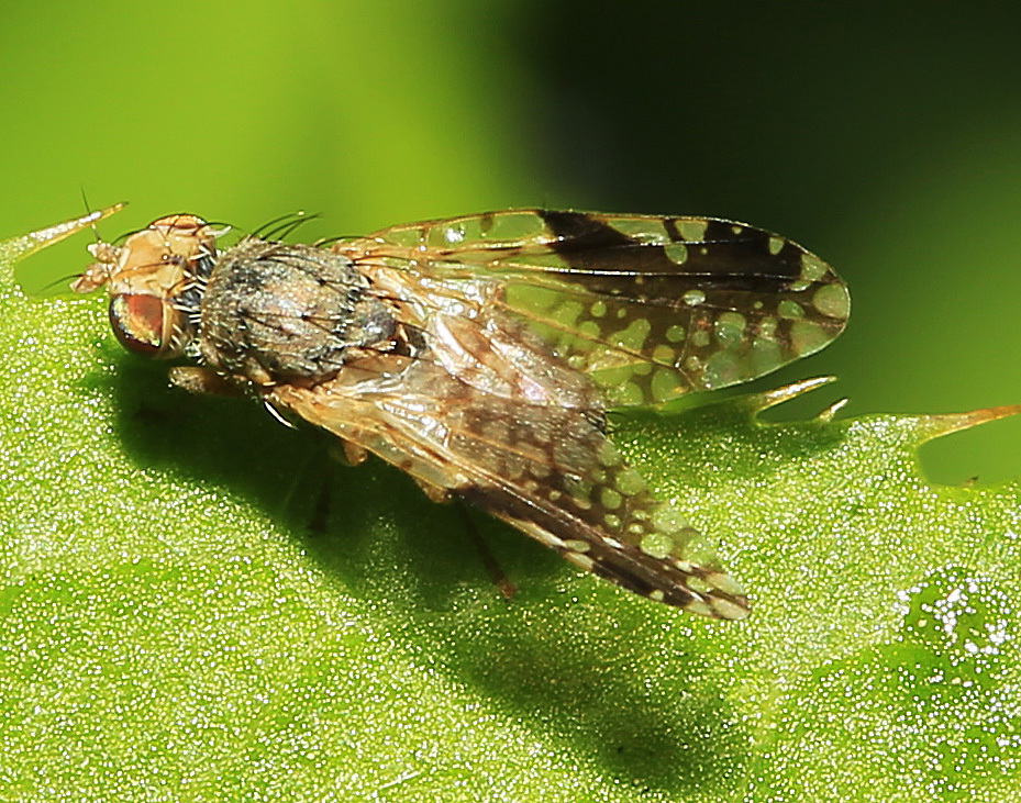 Tephritis okera