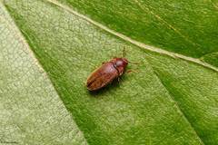 Trixagus dermestoides