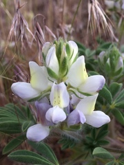 Lupinus malacophyllus